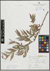 Foto von Salix alba L.